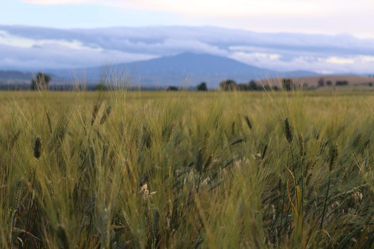 Masseria Agriturismo Moschella Posta Piana Dış mekan fotoğraf